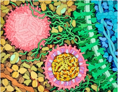 Vrus zika pode combater tumor cerebral