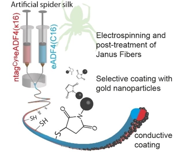 Seda de aranha  aprimorada com biotecnologia