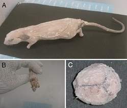 Cientistas japoneses clonam camundongo congelado h 16 anos