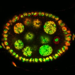 vulos acordam para maturao com relgio despertador molecular